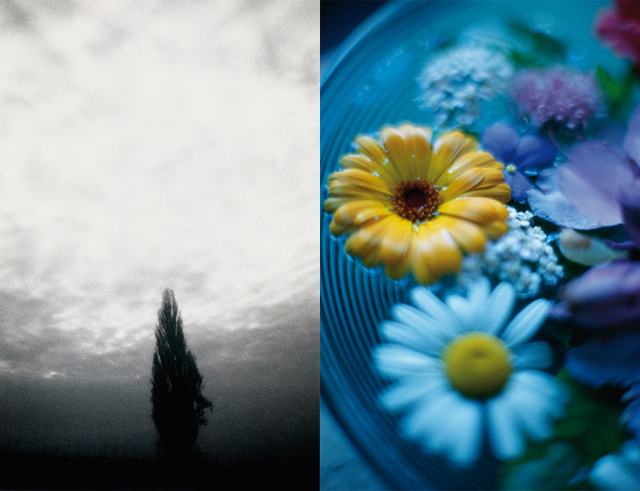 ZypresseWasserblumen