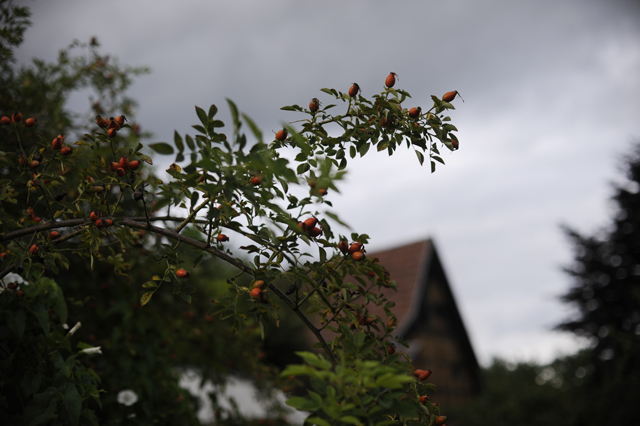 Hagebutte_DSC7292