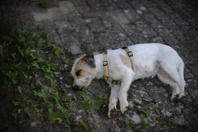 Lilly_Siesta_DSC9123