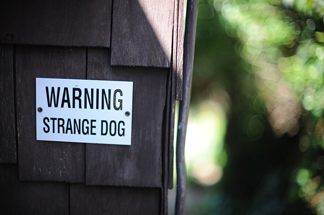 Post_strange_dog_8663