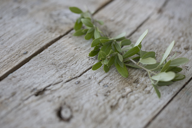 post_thymian6R3A3424-Kopie